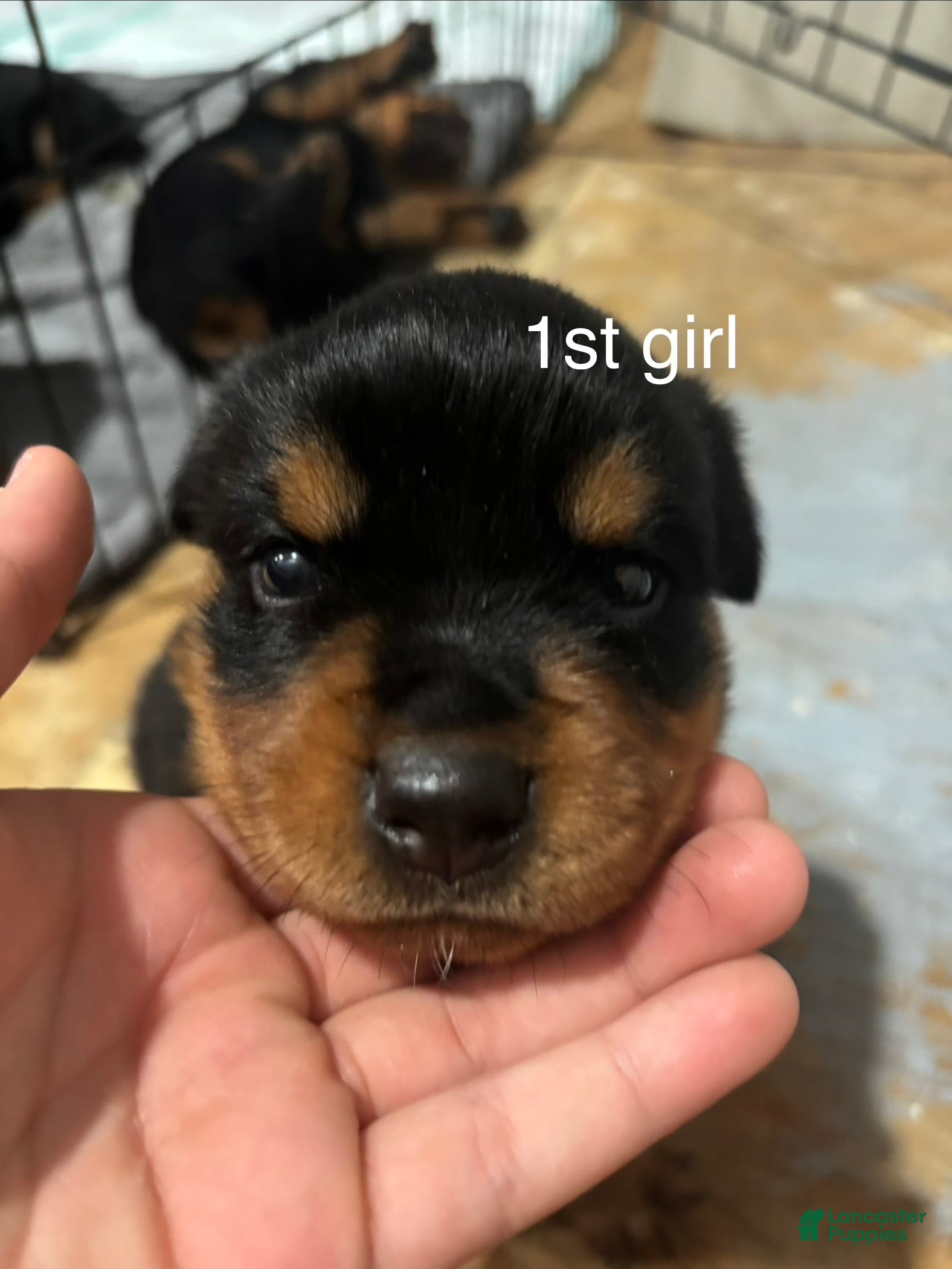 Rottweiler dogs  6 - Ad 10