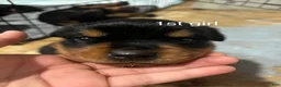 Rottweiler dogs for sale:  6 - Ad 1