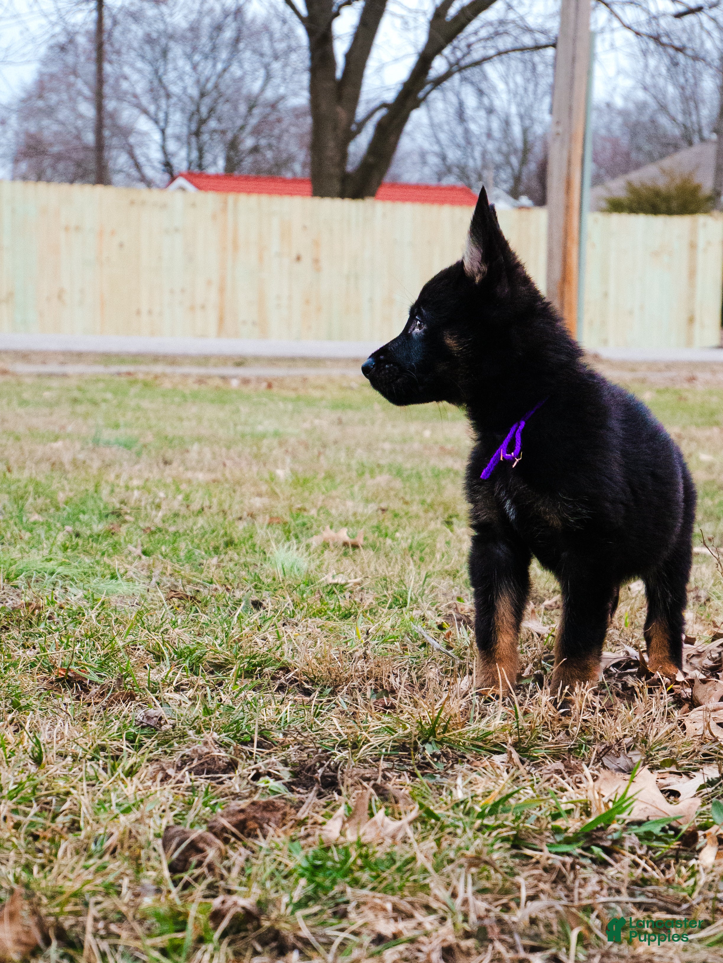 German Shepherd dogs Dobe - Ad 6