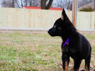 German Shepherd dogs Dobe - Ad 6