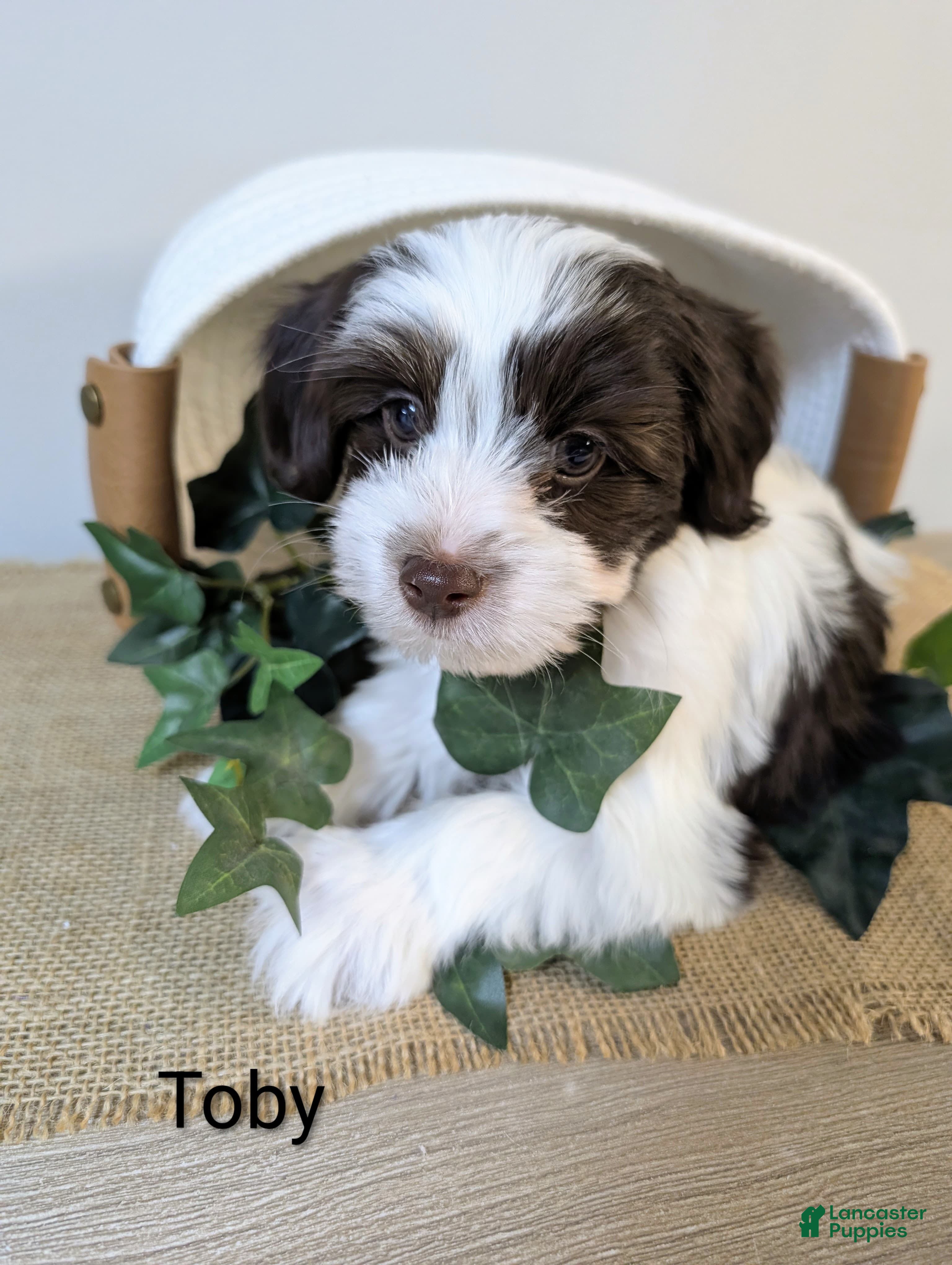 Yorkiepoo dogs Toby - Ad 38