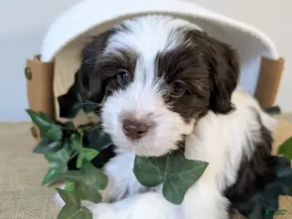 Yorkiepoo dogs Toby - Ad 38