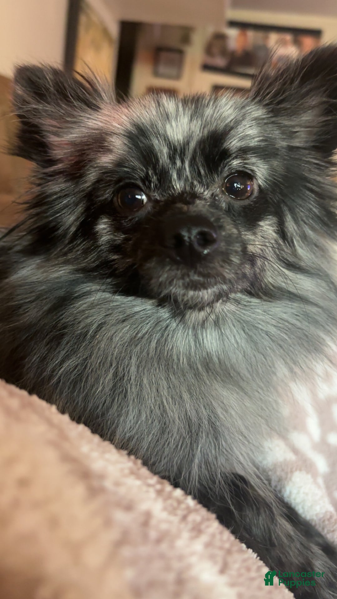 Pomeranian dogs for sale: Pomeranian Puppy 2 - Ad 4