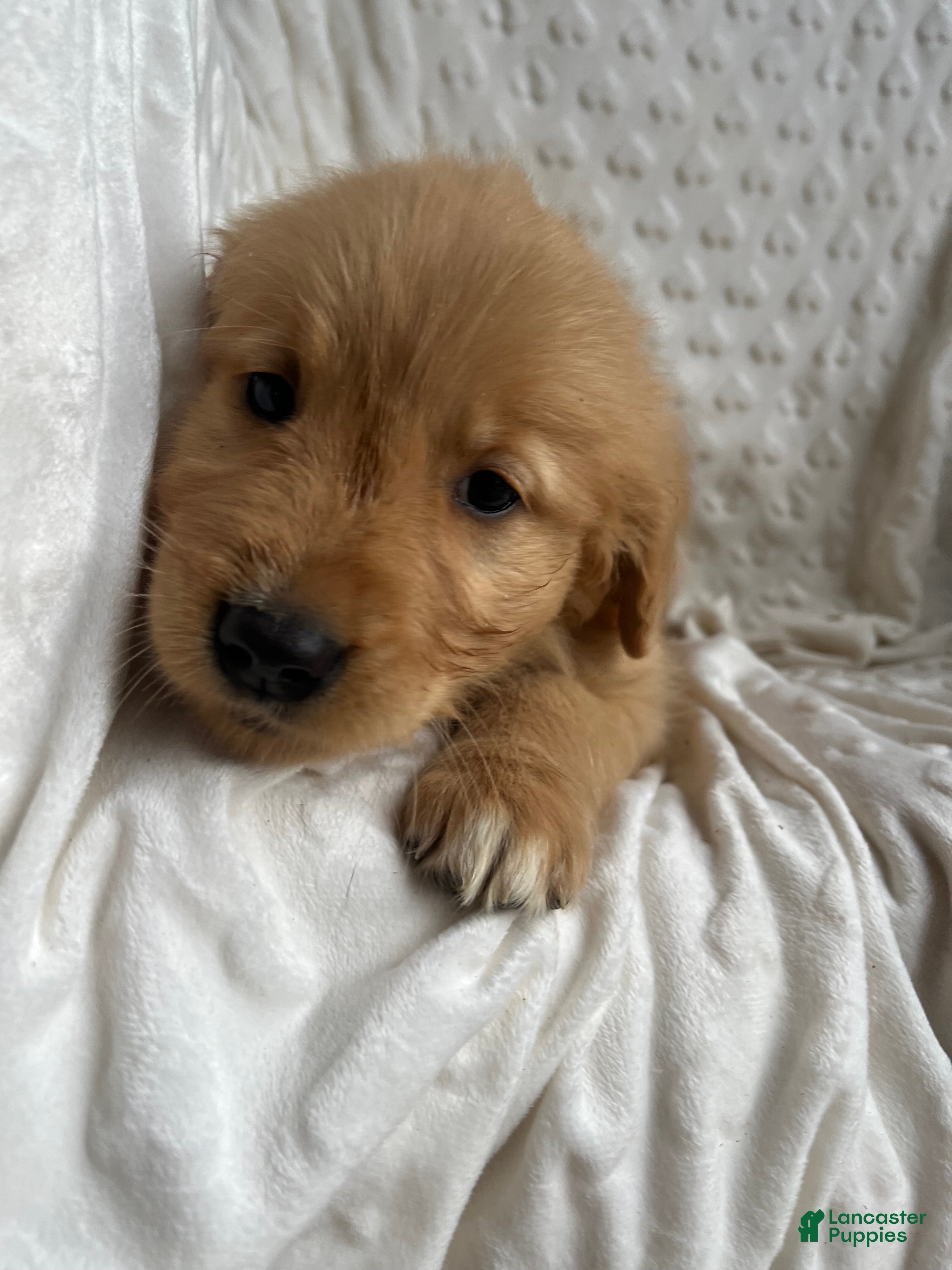 Golden Retriever dogs Golden Retriever Puppy 6 - Ad 17