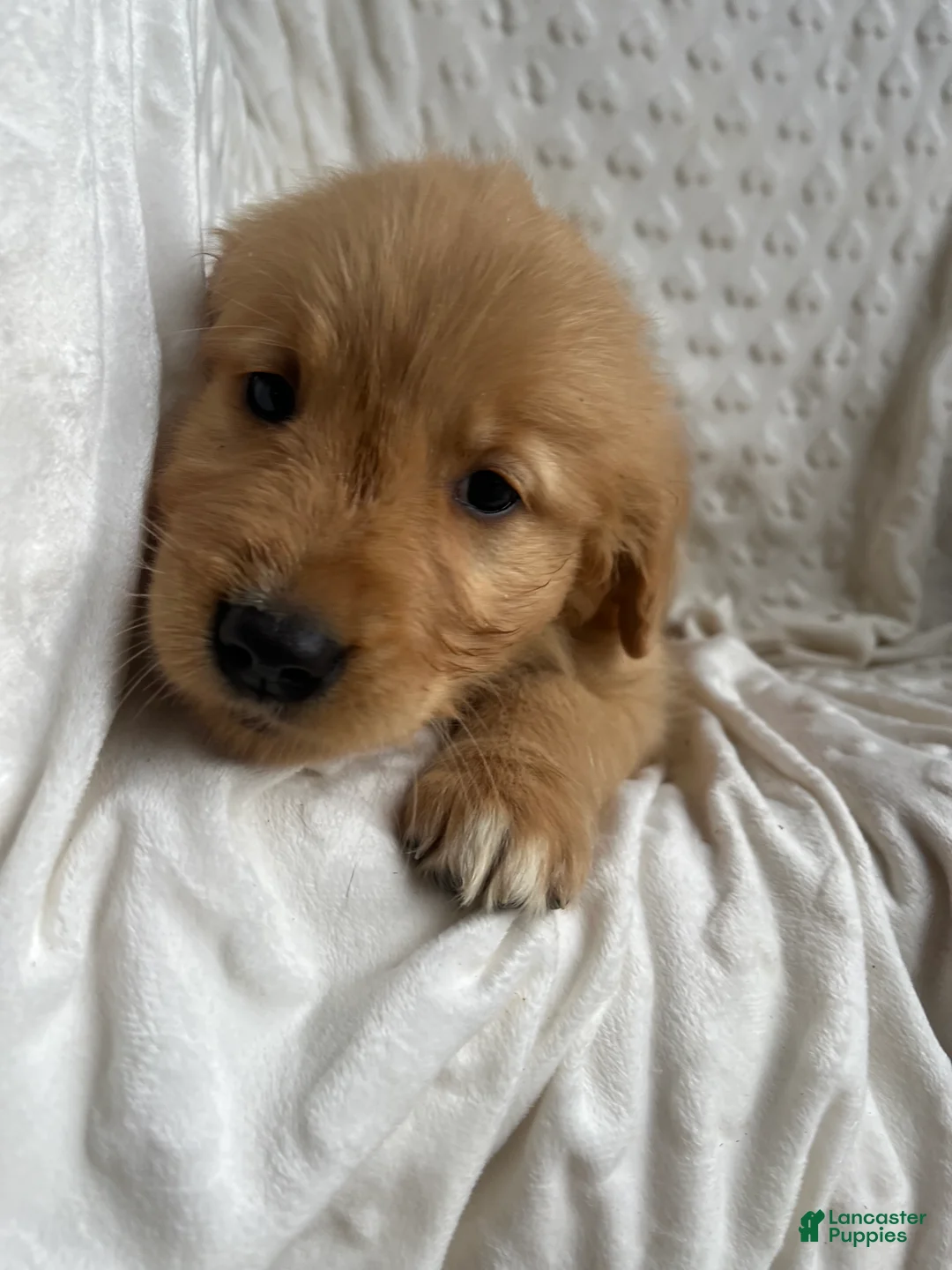 Golden Retriever dogs for sale: Golden Retriever Puppy 6 - Ad 1
