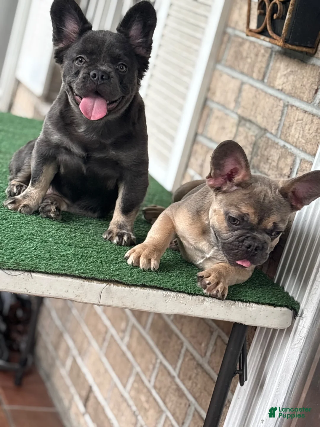 French Bulldog dogs for sale: French Bulldog pup female  - Ad 1