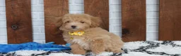 Bichpoo dogs for sale: Rowan - Ad 11