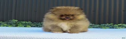 Pomeranian dogs for sale: Peanut 🩵🐾 - Ad 7