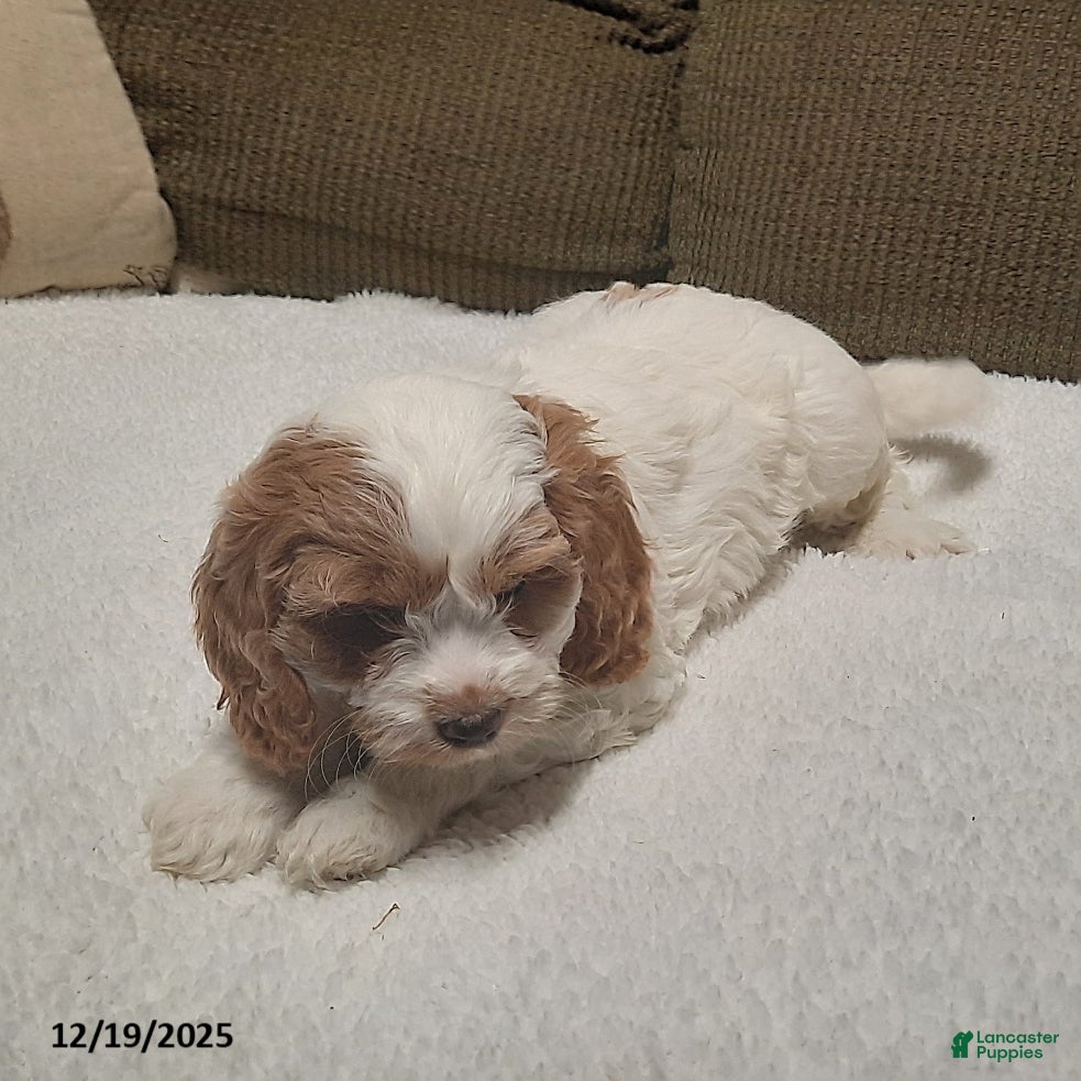 Cavapoo dogs Charlie - Ad 36