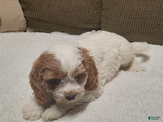 Cavapoo dogs Charlie - Ad 13