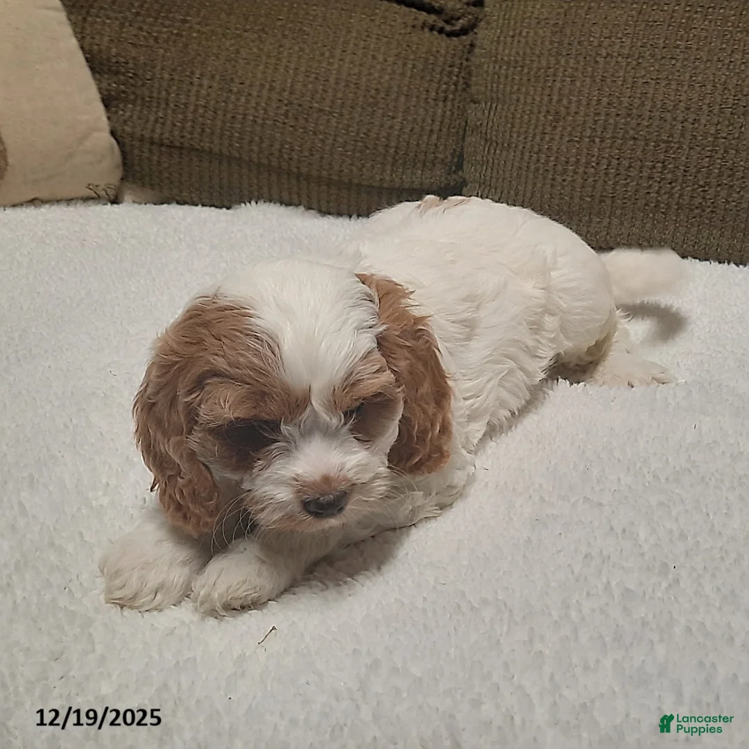 Cavapoo dogs for sale: Charlie - Ad 3