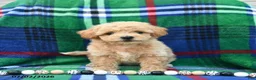 Bichpoo dogs for sale: Hoppy  - Ad 5