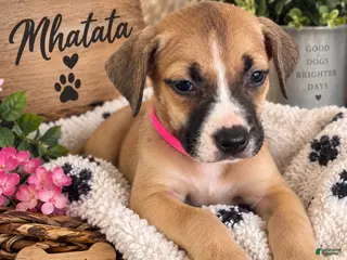 Mixed Breed dogs Mhatata - Ad 25