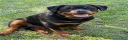 Rottweiler dogs for sale: Green Collar - Ad 1