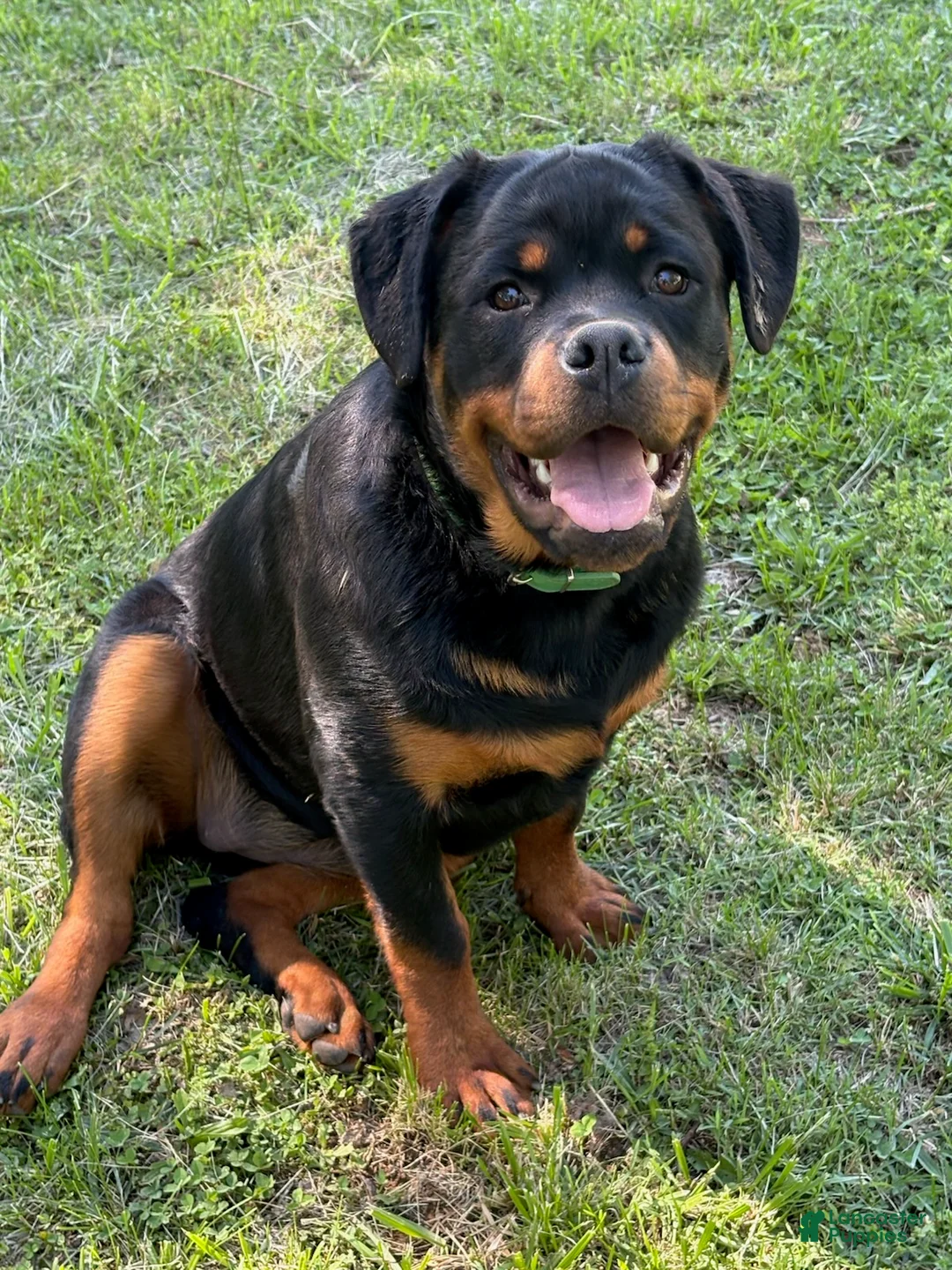 Rottweiler dogs for sale: Green Collar - Ad 1