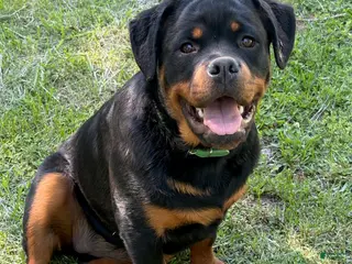 Rottweiler dogs Green Collar - Ad 7