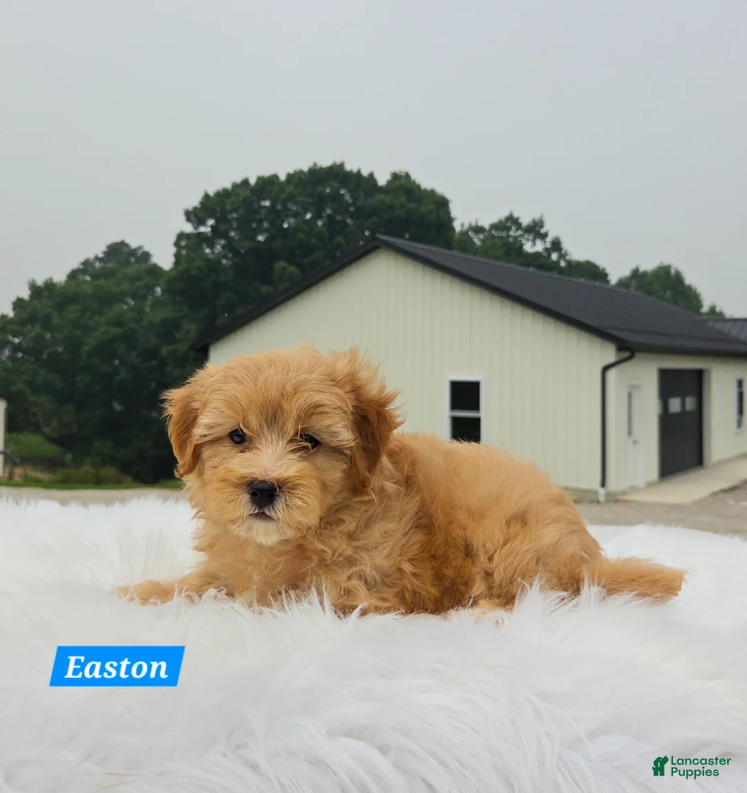 Maltipoo dogs for sale: Easton - Ad 5