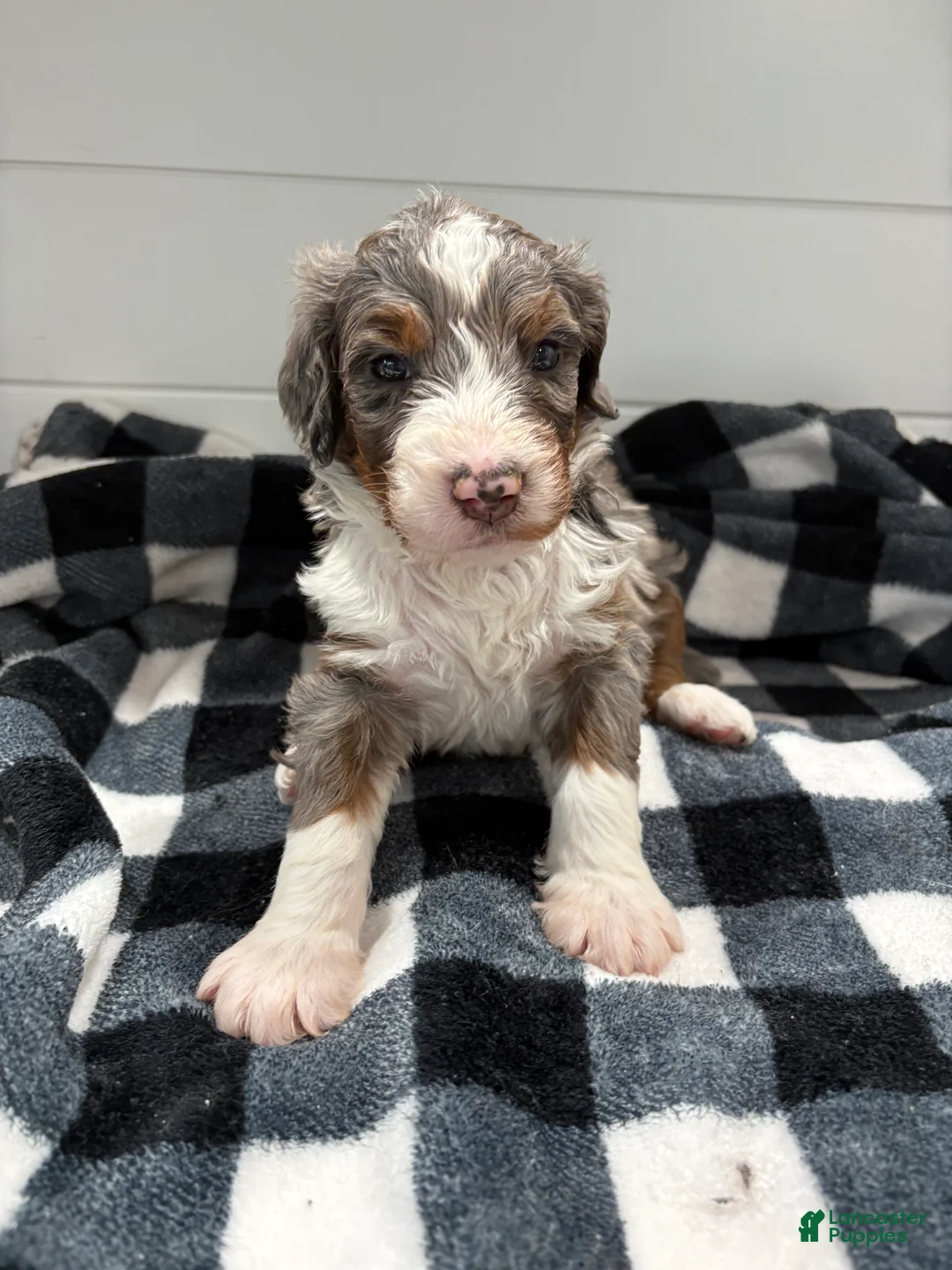 Bernedoodle dogs for sale: Smokey - Ad 2