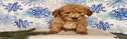 Mini Goldendoodle dogs for sale: Dover - Ad 2