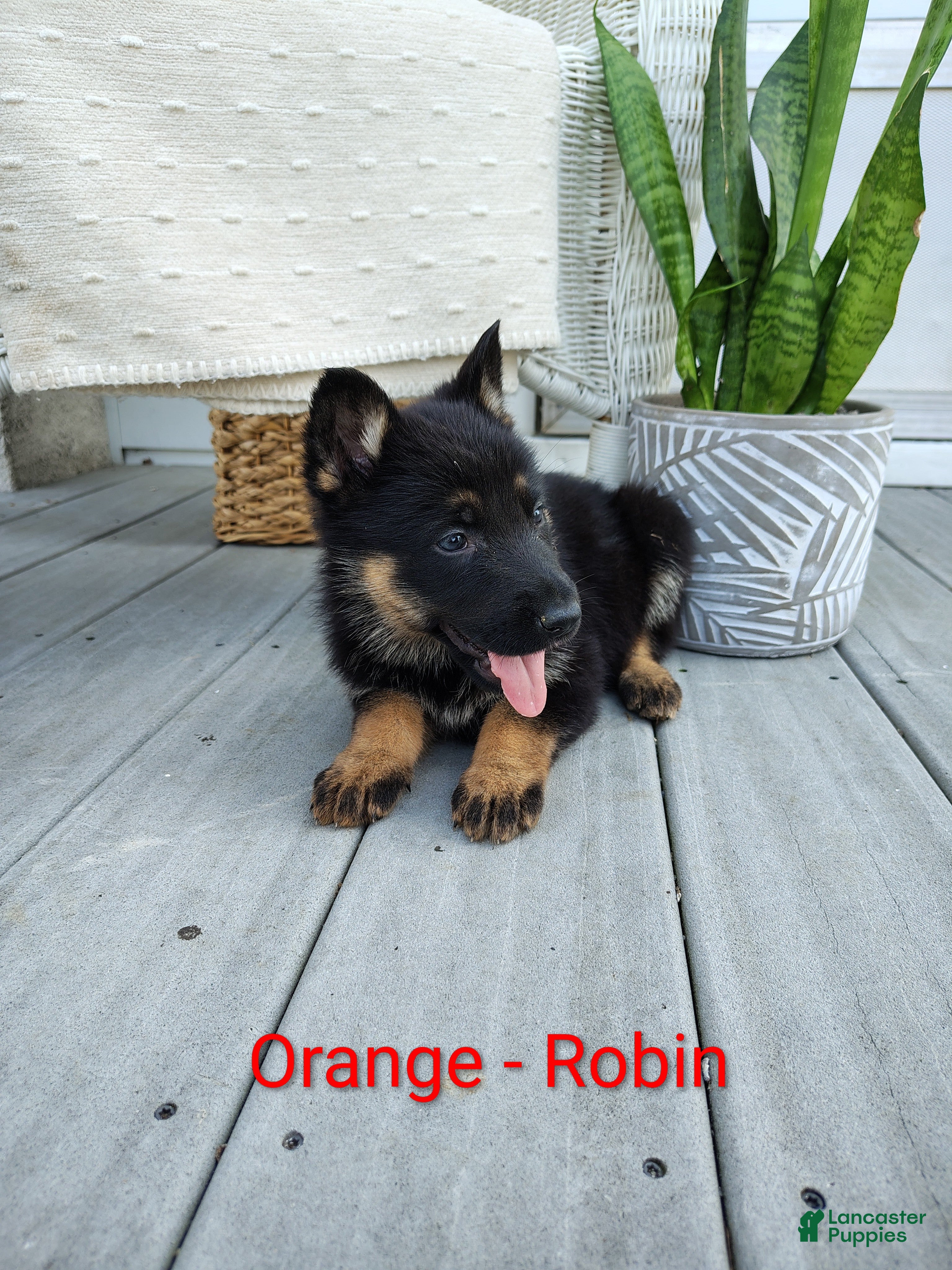 German Shepherd dogs Robin - Ad 1