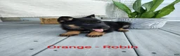 German Shepherd dogs for sale: Robin - Ad 1