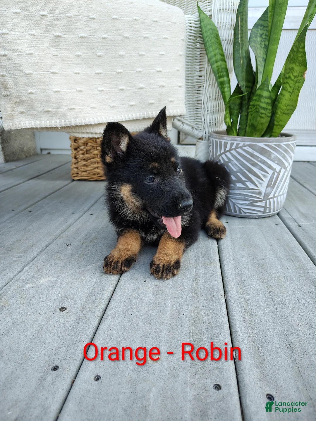 German Shepherd dogs for sale: Robin - Ad 1