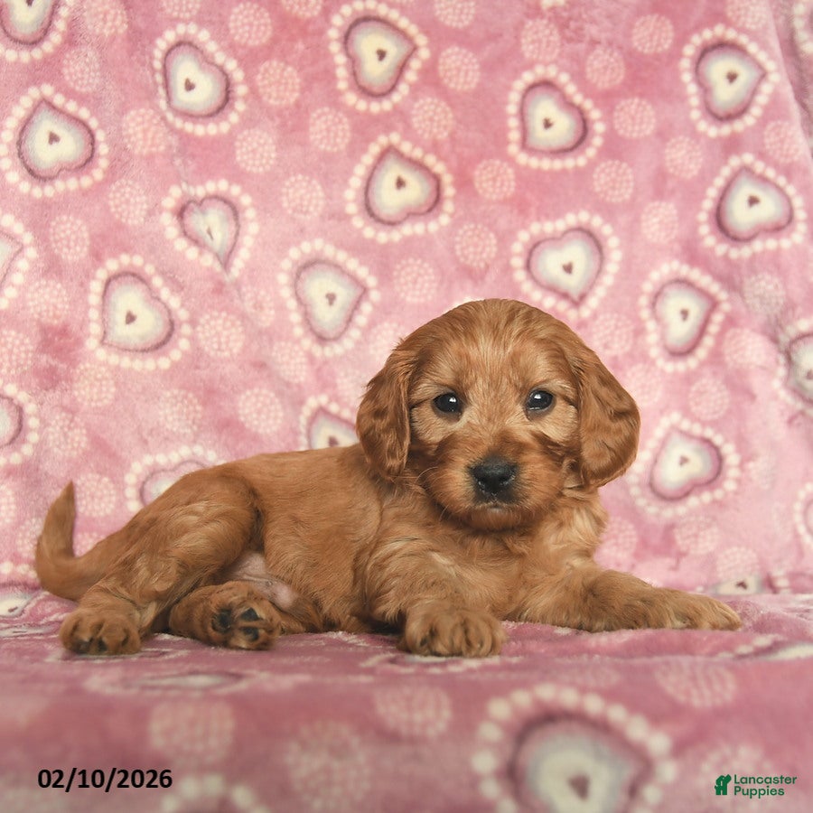 Cavapoo dogs Romeo  - Ad 12