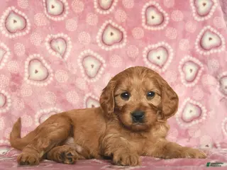Cavapoo dogs Romeo - Ad 12