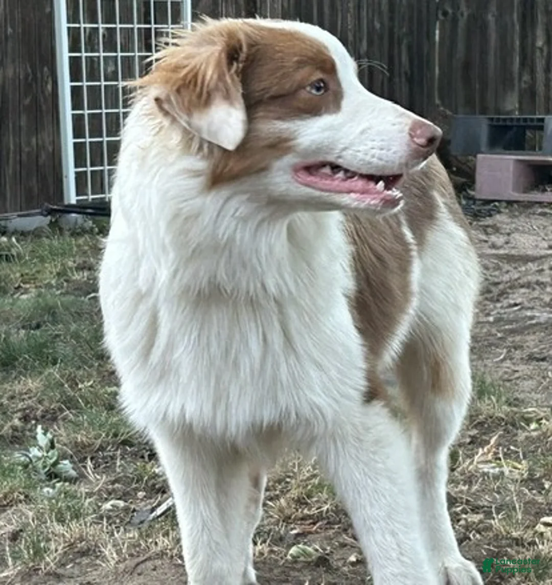 Australian Shepherd dogs for sale: Australian Shepherd 1 - Ad 3