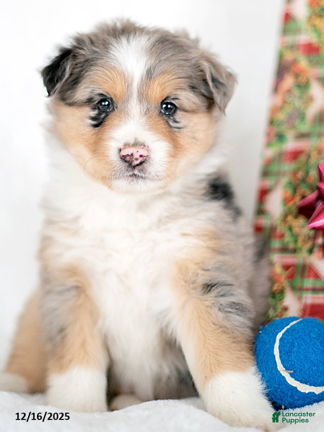 Miniature Australian Shepherd dogs for sale: Nick - Ad 2