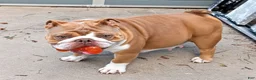 English Bulldog dogs for sale: English Bulldog 1taly - Ad 7
