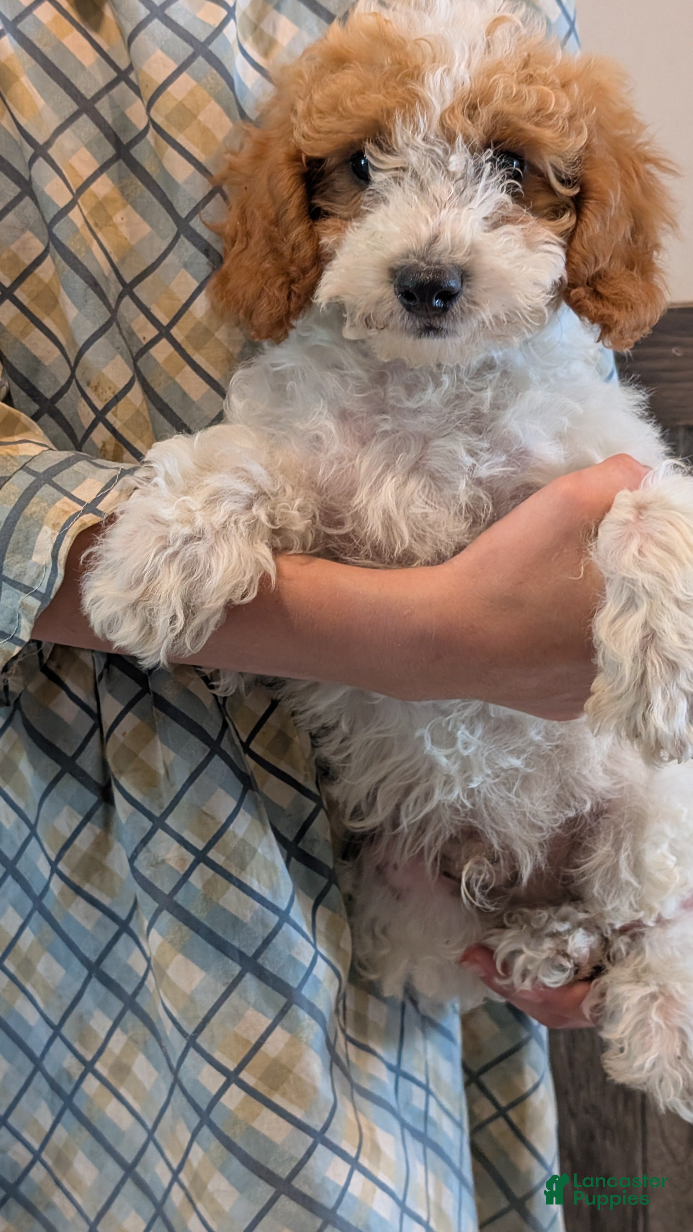 Miniature Poodle dogs Gyp - Ad 1