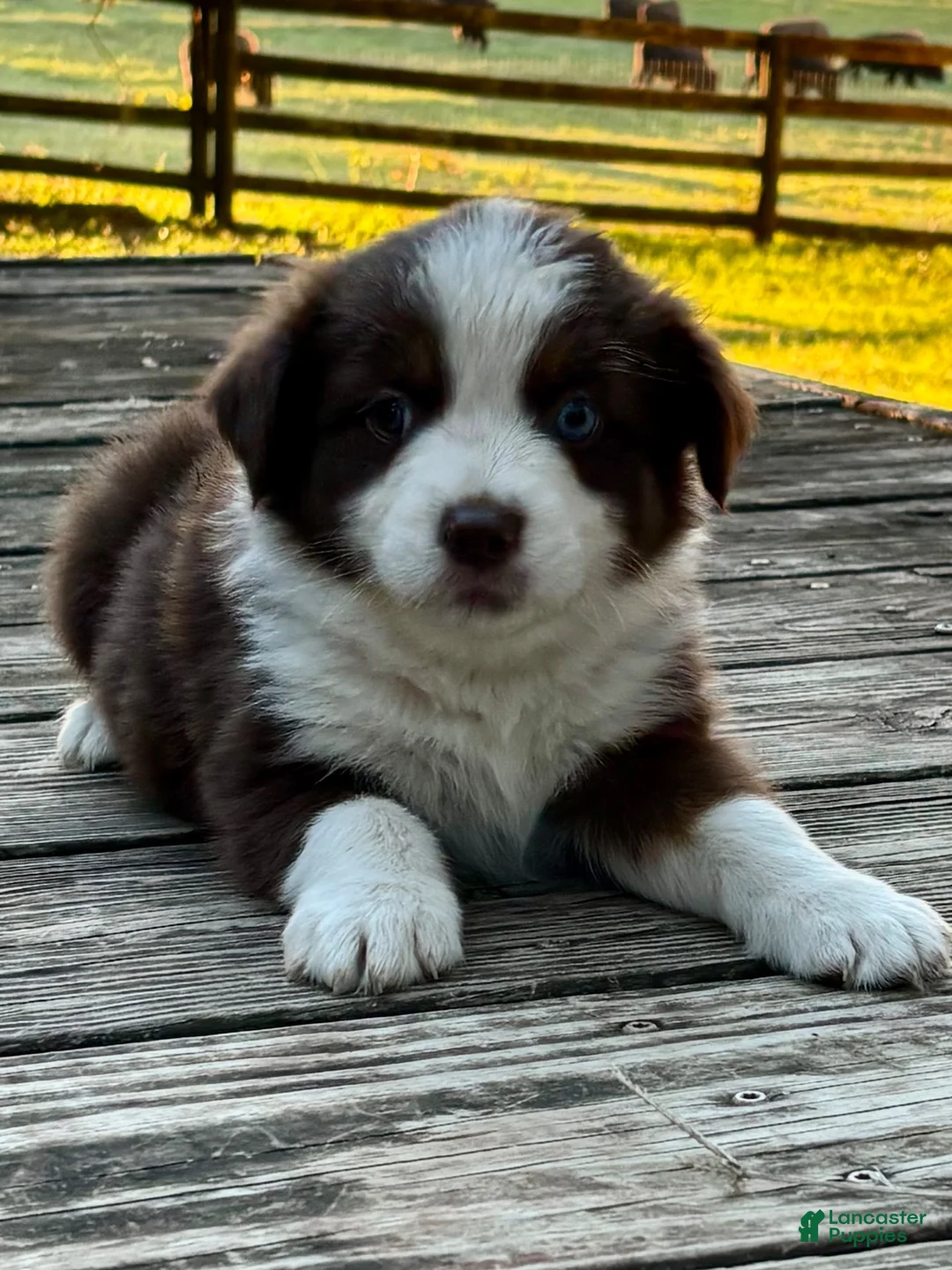 Australian Shepherd dogs for sale: Australian Shepherd 1 - Ad 2