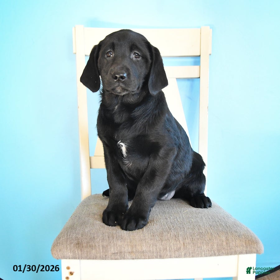 Labrador Retriever dogs Pansy - Ad 18