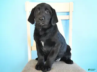 Labrador Retriever dogs Pansy - Ad 18