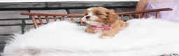 Cavapoo dogs for sale: Jewel - Ad 3