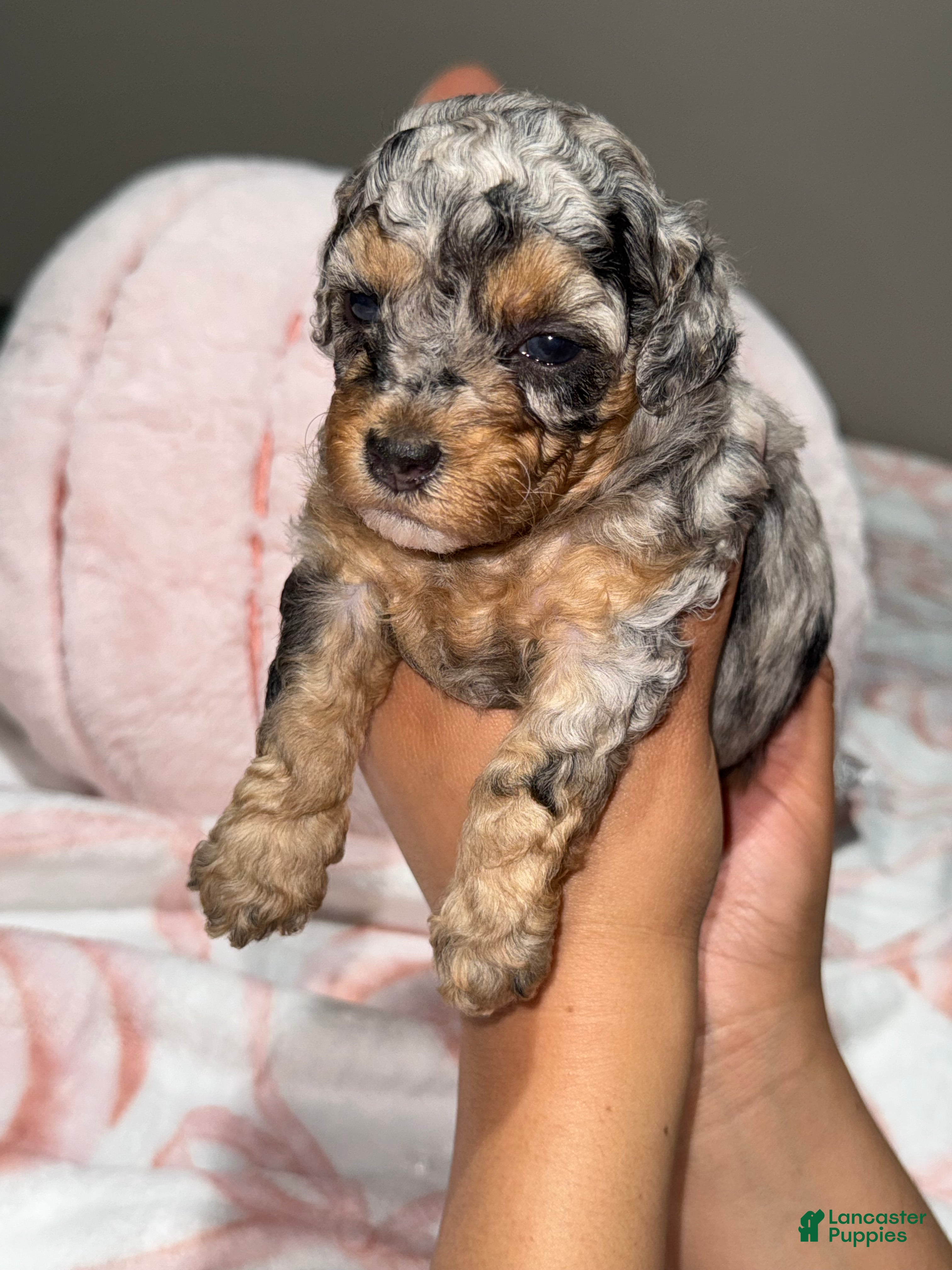 Toy Poodle dogs Domino - Ad 32