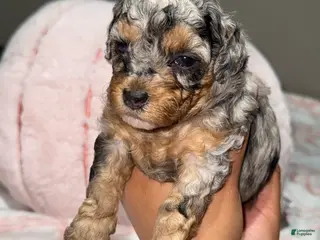 Toy Poodle dogs Domino - Ad 18