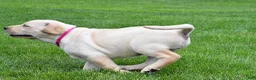 Labrador Retriever dogs for sale: Willow - Ad 8