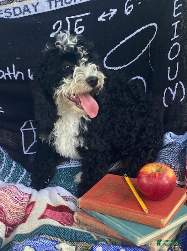 Cavapoo dogs Howard - Ad 2