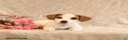Jack Russell Terrier dogs for sale: Raina - Ad 4