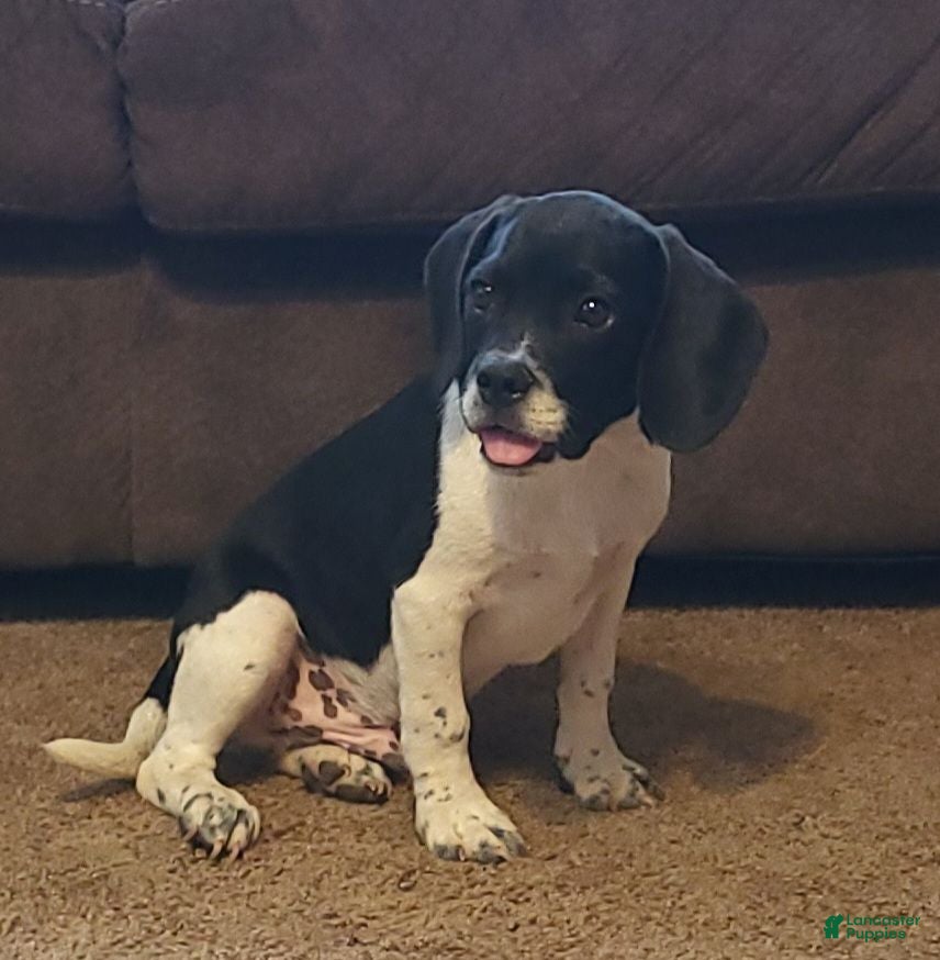 Puggle dogs Titus - Ad 2
