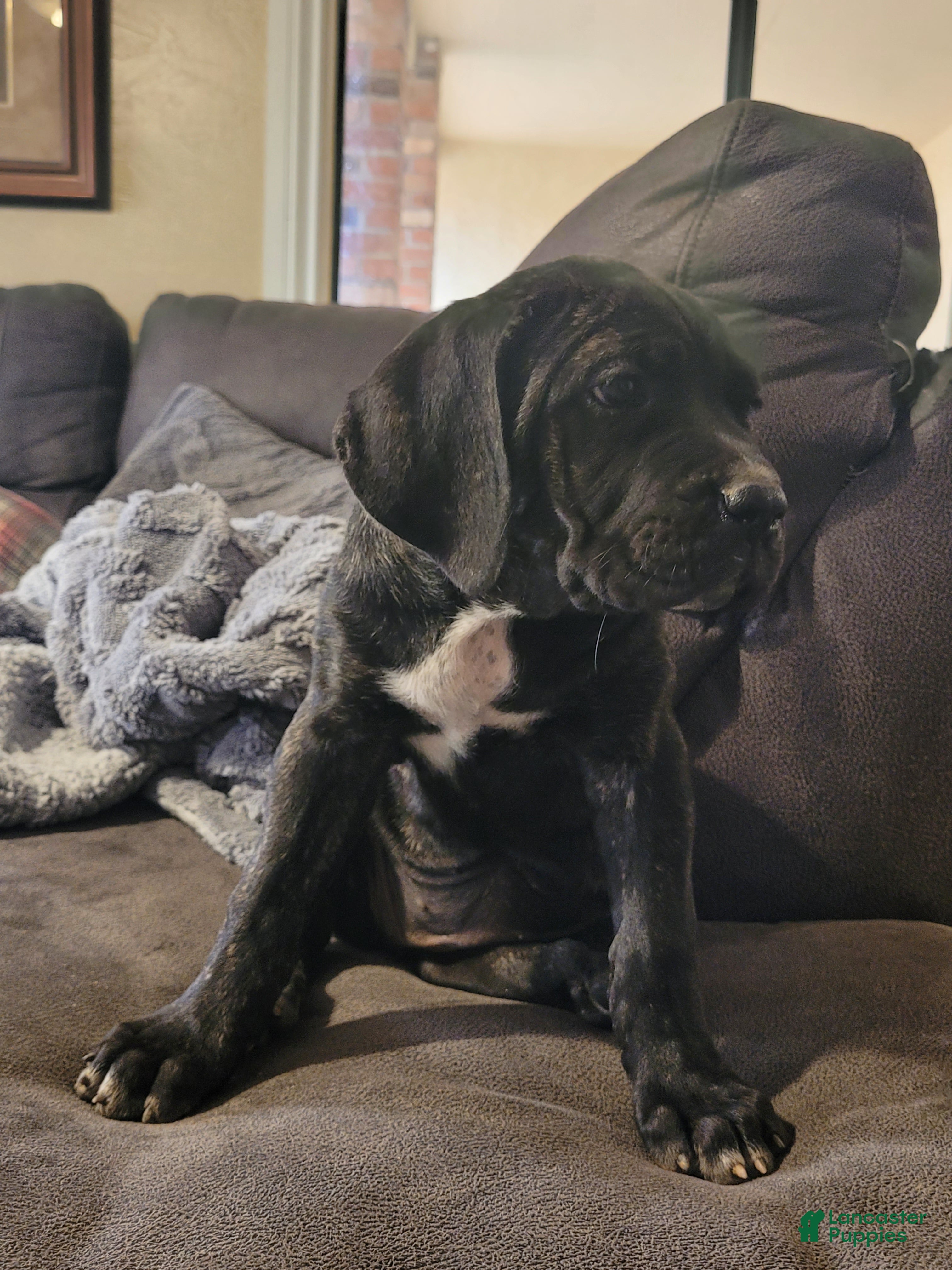 Cane Corso dogs Trinity  - Ad 2