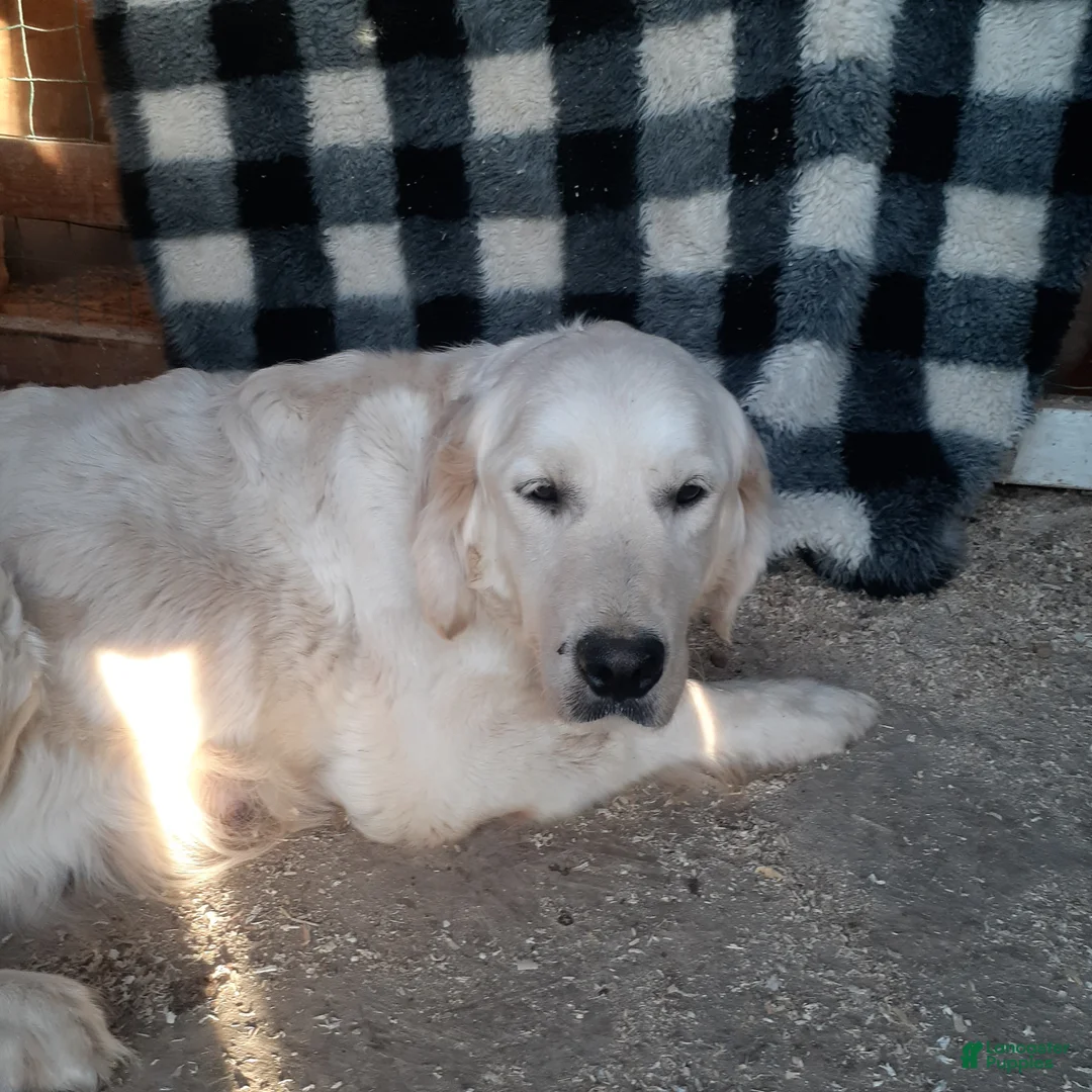 Golden Retriever dogs for sale: Sophia - Ad 2