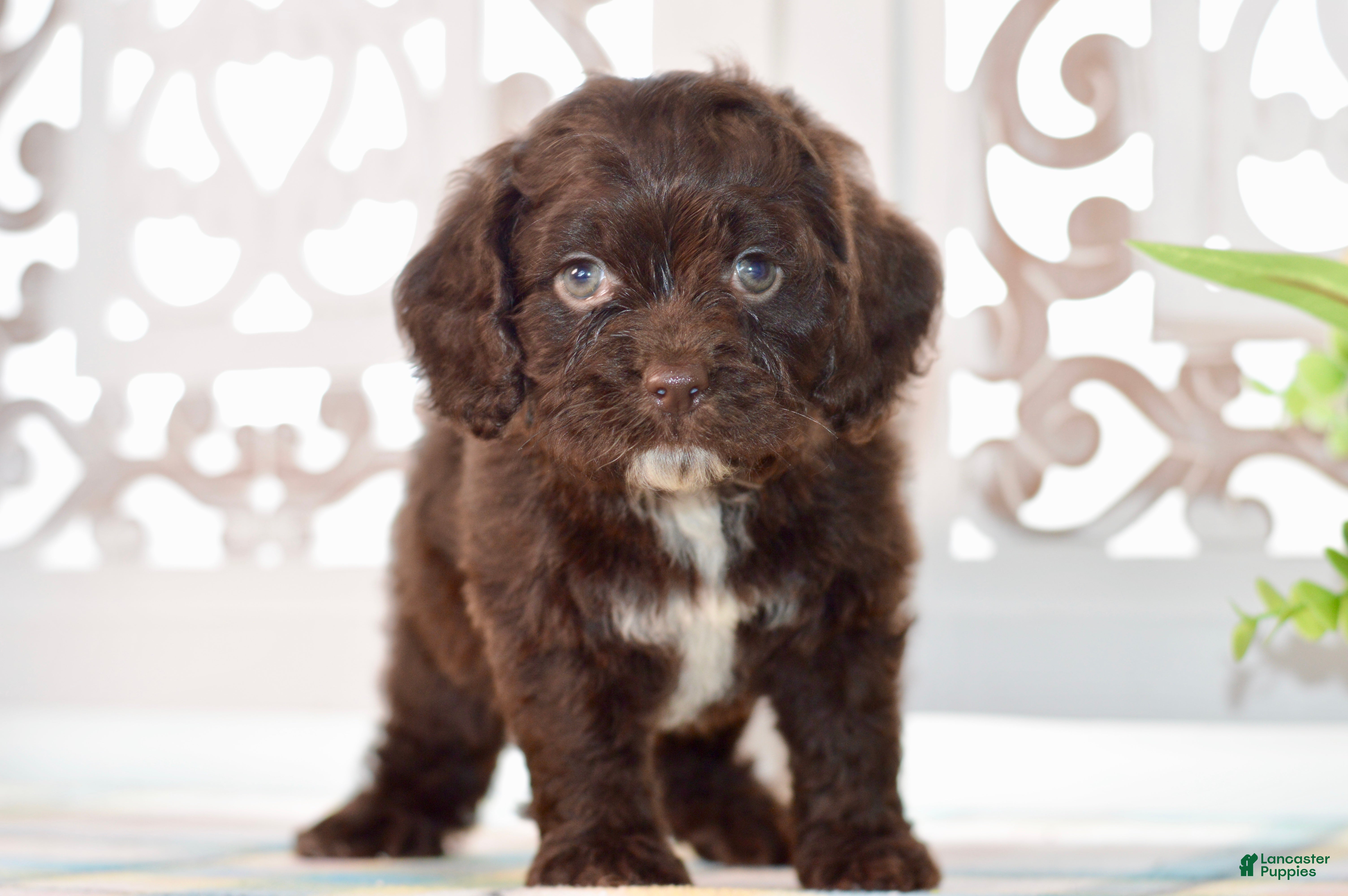 Cockapoo dogs Claudia - Ad 1
