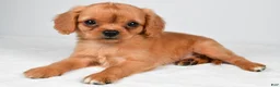 Mixed Breed dogs for sale: Brianna - Ad 4
