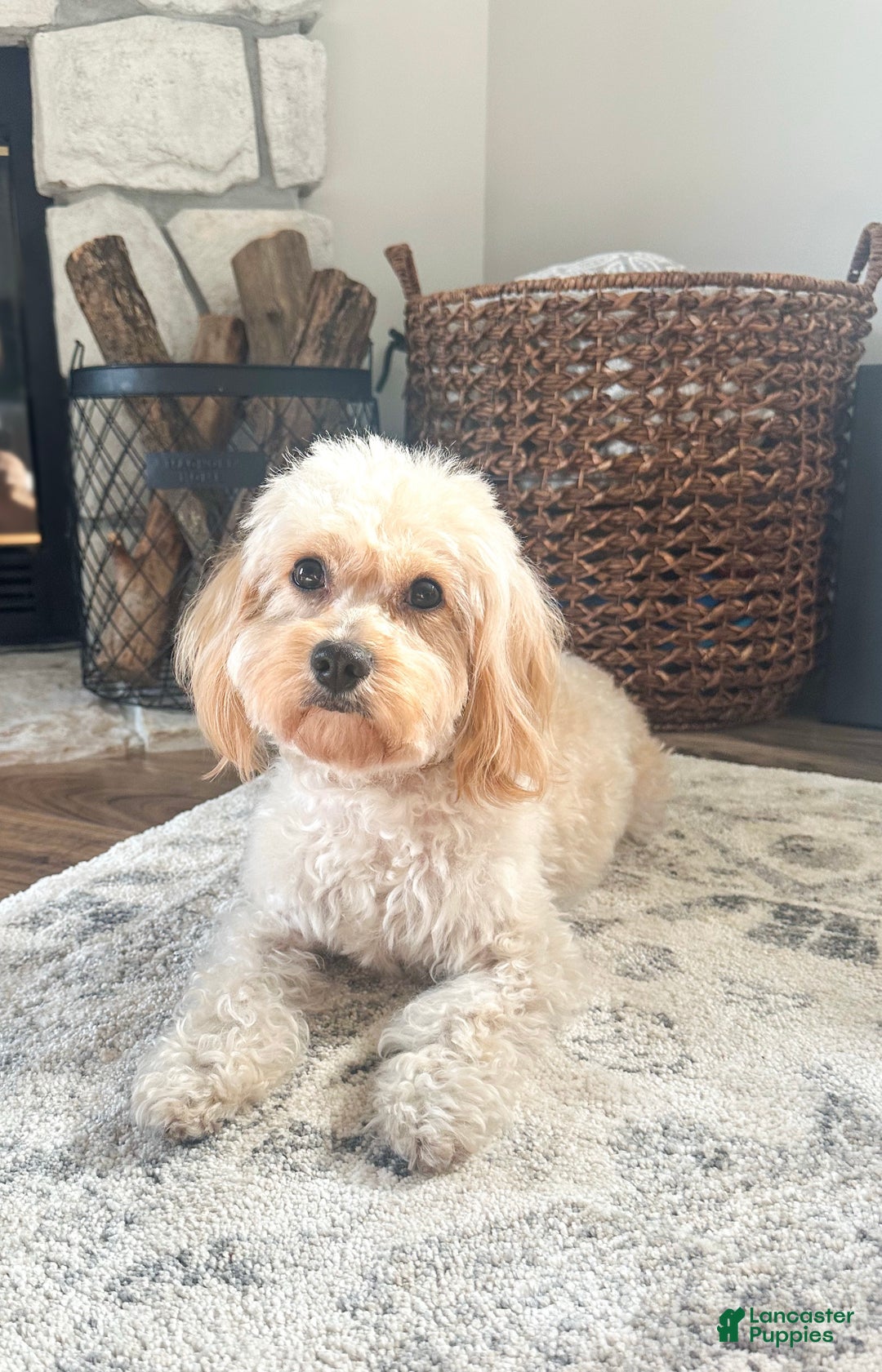 Cavachon dogs for sale: Cayenne - Ad 8