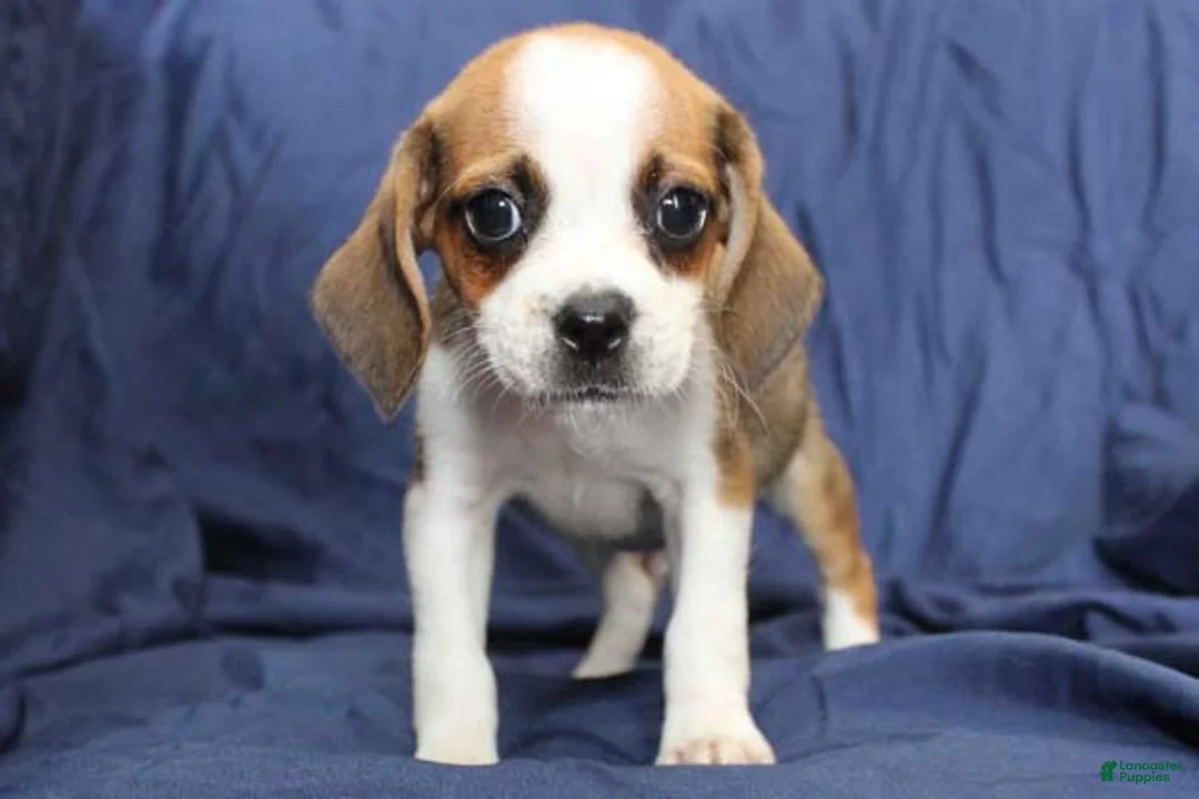 Puggle dogs for sale: Jasper - Ad 5