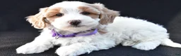 Maltipoo dogs for sale: Maddie - Ad 2