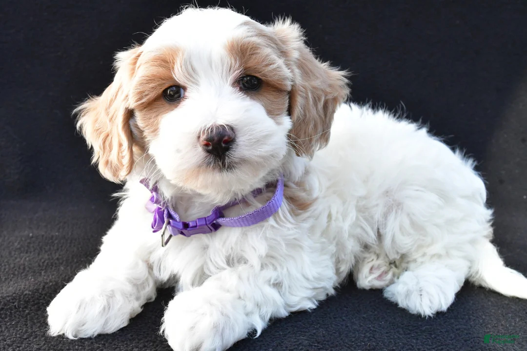 Maltipoo dogs for sale: Maddie - Ad 2
